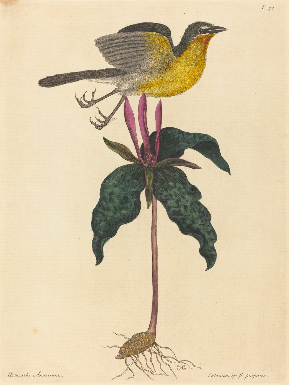The Yellow-breasted Chat, opublikowany 1754. autorstwa Mark Catesby