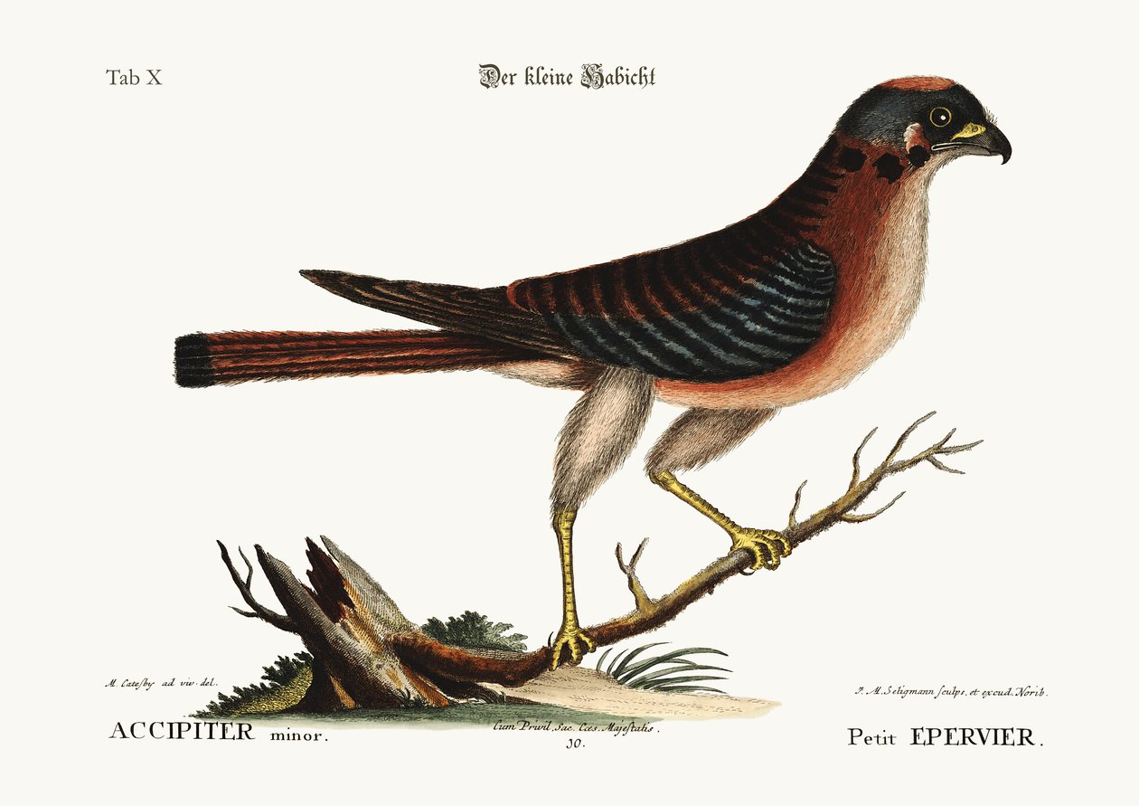 Mały jastrząb, 1749-73 autorstwa Mark Catesby