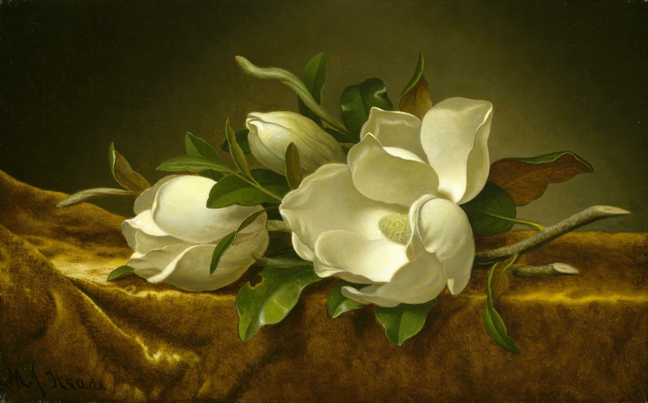 Magnolie na złotym aksamitnym materiale autorstwa Martin Johnson Heade