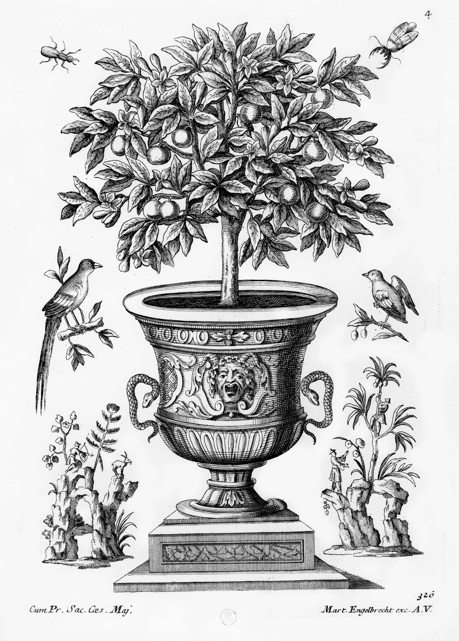 Drzewa cytrusowe, ok.1735 autorstwa Martin Engelbrecht