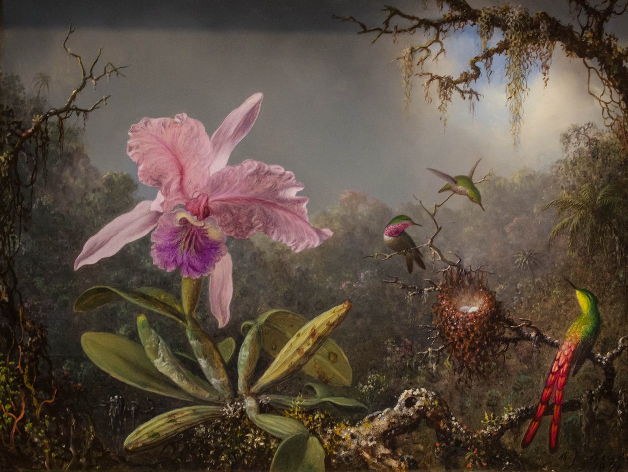 Storczyk Cattelya i trzy brazylijskie kolibry autorstwa Martin Johnson Heade