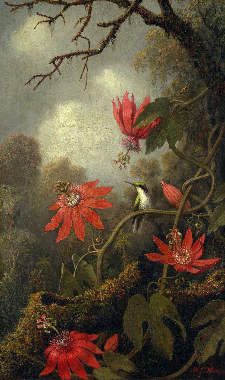 Koliber i Passionflowers, c.1875-85 autorstwa Martin Johnson Heade