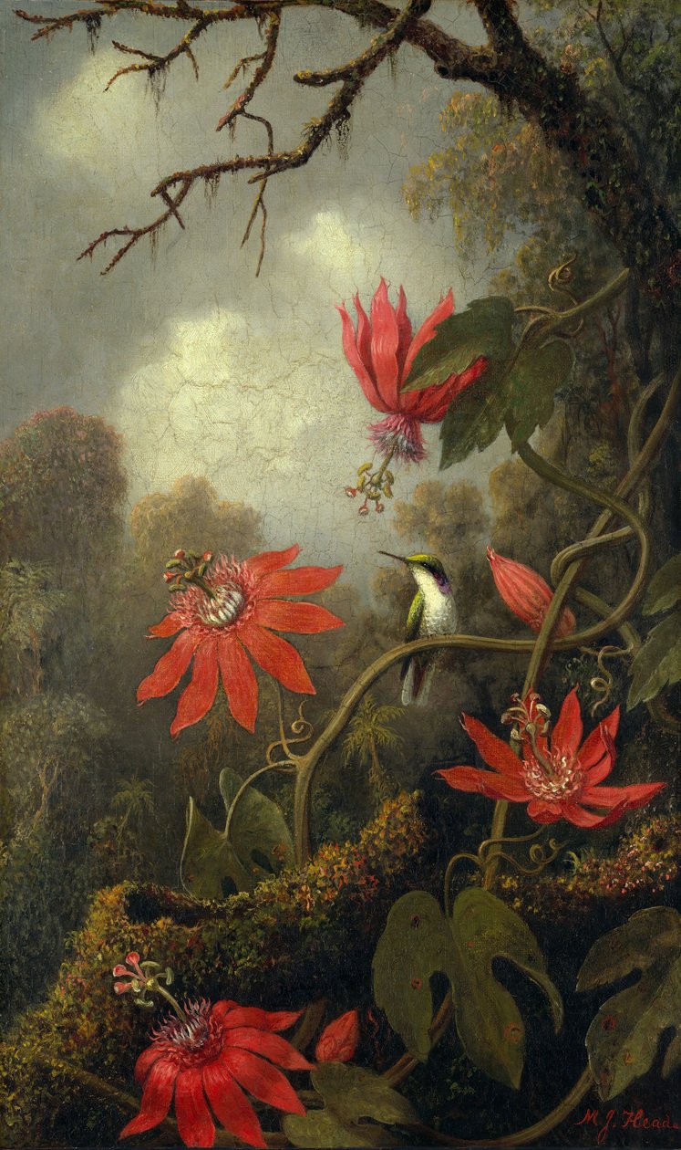 Koliber i Passionflowers, ca. 1875-85. autorstwa Martin Johnson Heade