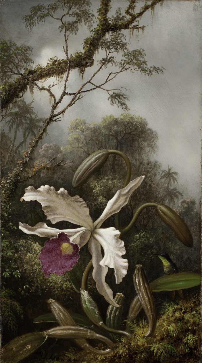 Koliber z Białą Orchideą, 1875-1885 autorstwa Martin Johnson Heade