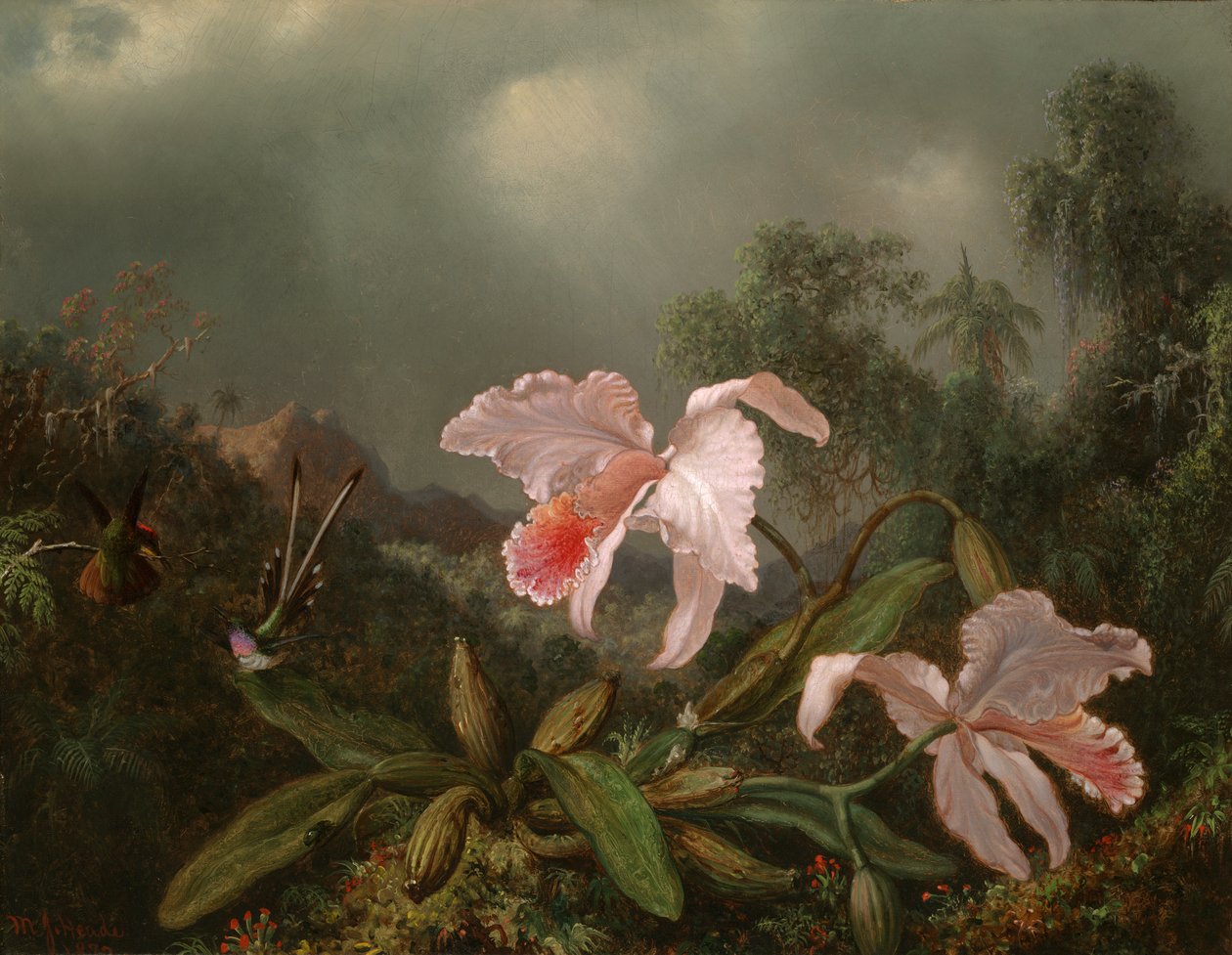 Storczyki i kolibry z dżungli autorstwa Martin Johnson Heade
