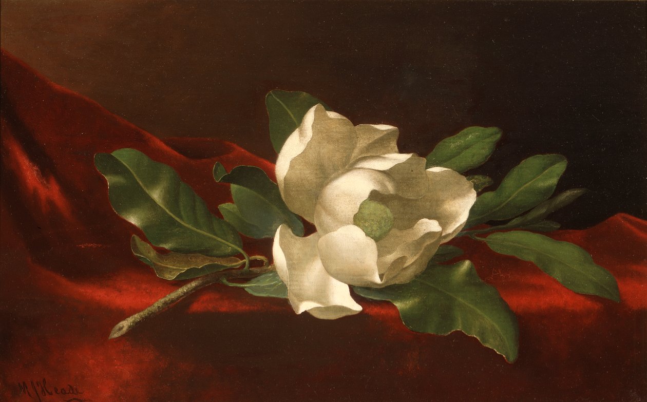 Magnolia autorstwa Martin Johnson Heade