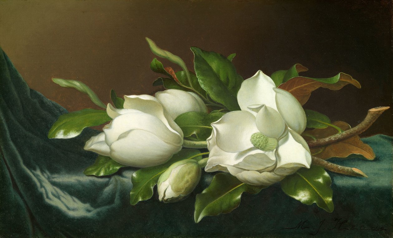 Magnolie na jasnoniebieskim aksamicie autorstwa Martin Johnson Heade
