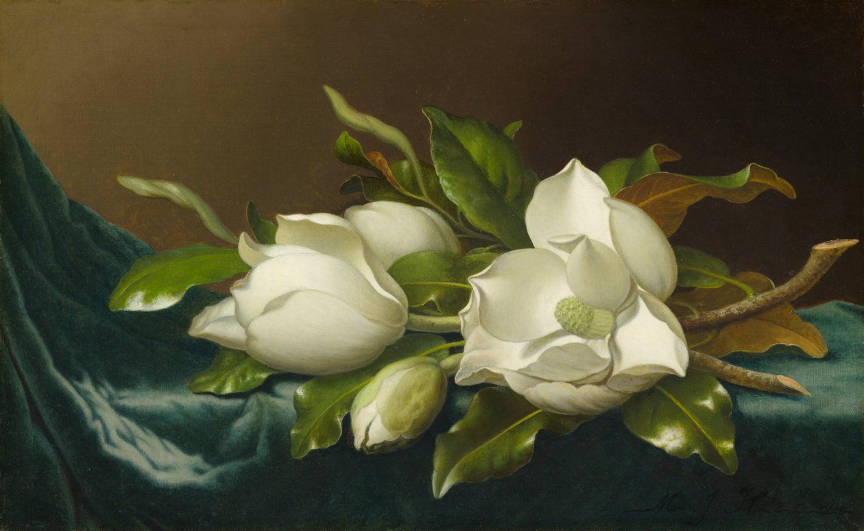 Magnolie na jasnoniebieskiej aksamitnej tkaninie autorstwa Martin Johnson Heade