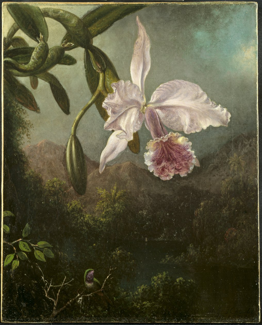 Kwiaty orchidei autorstwa Martin Johnson Heade