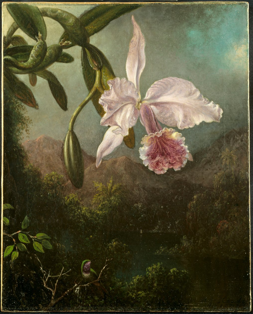 Kwiaty orchidei, 1873. autorstwa Martin Johnson Heade