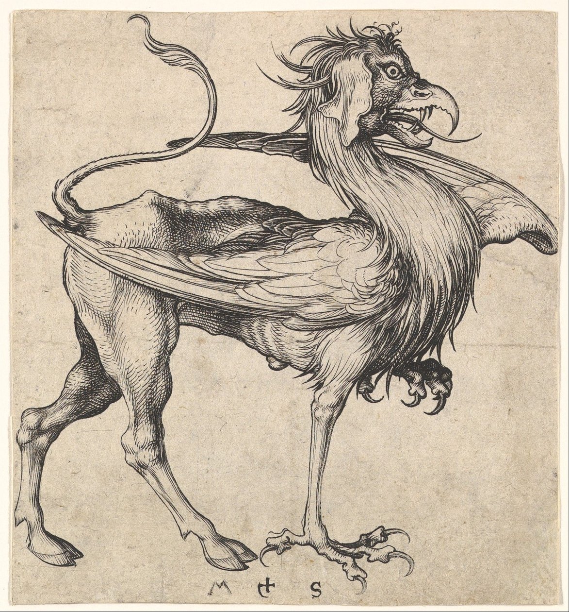 Gryf, ca. 1435-1491. autorstwa Martin Schongauer