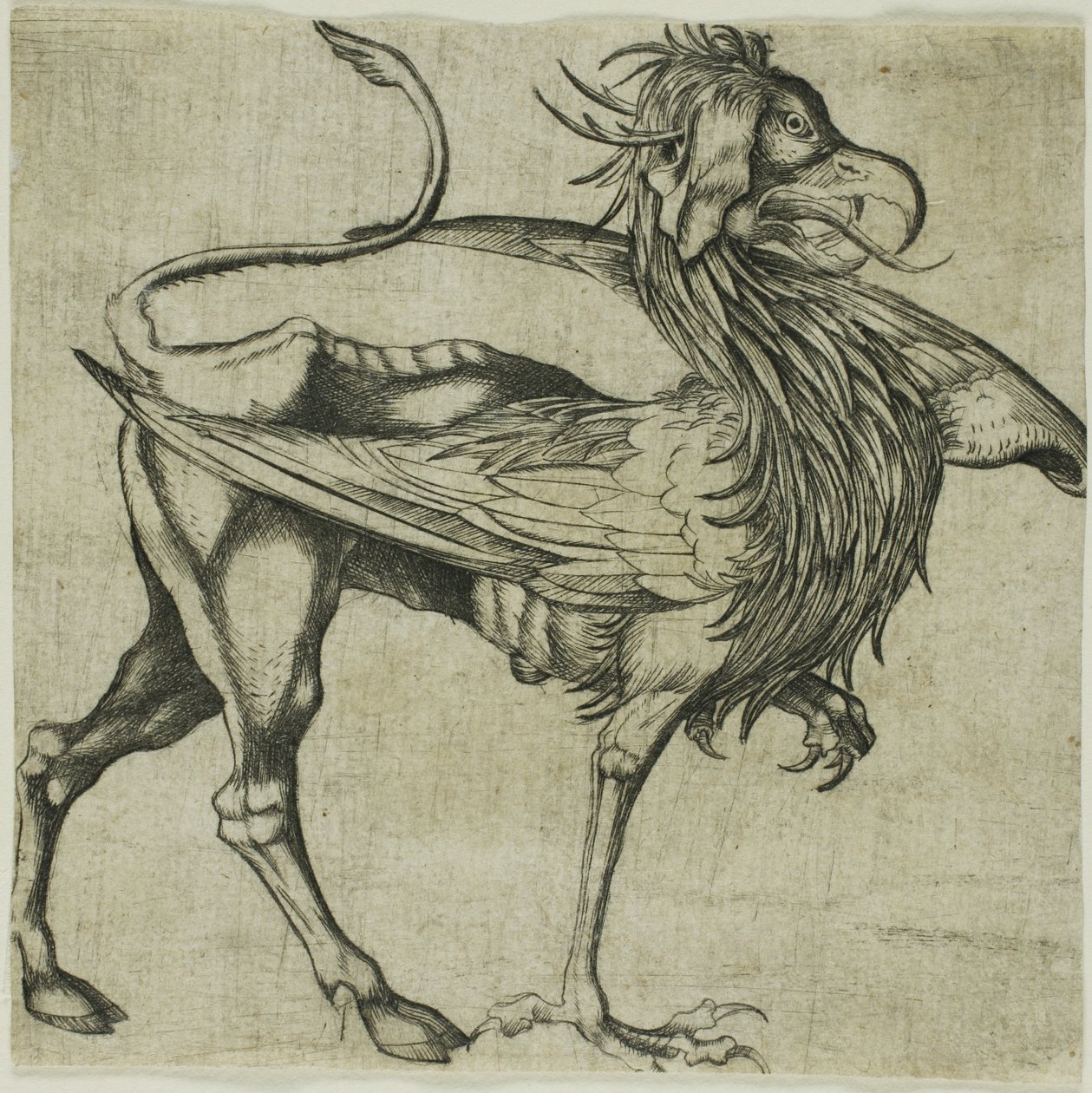 Gryf autorstwa Martin Schongauer