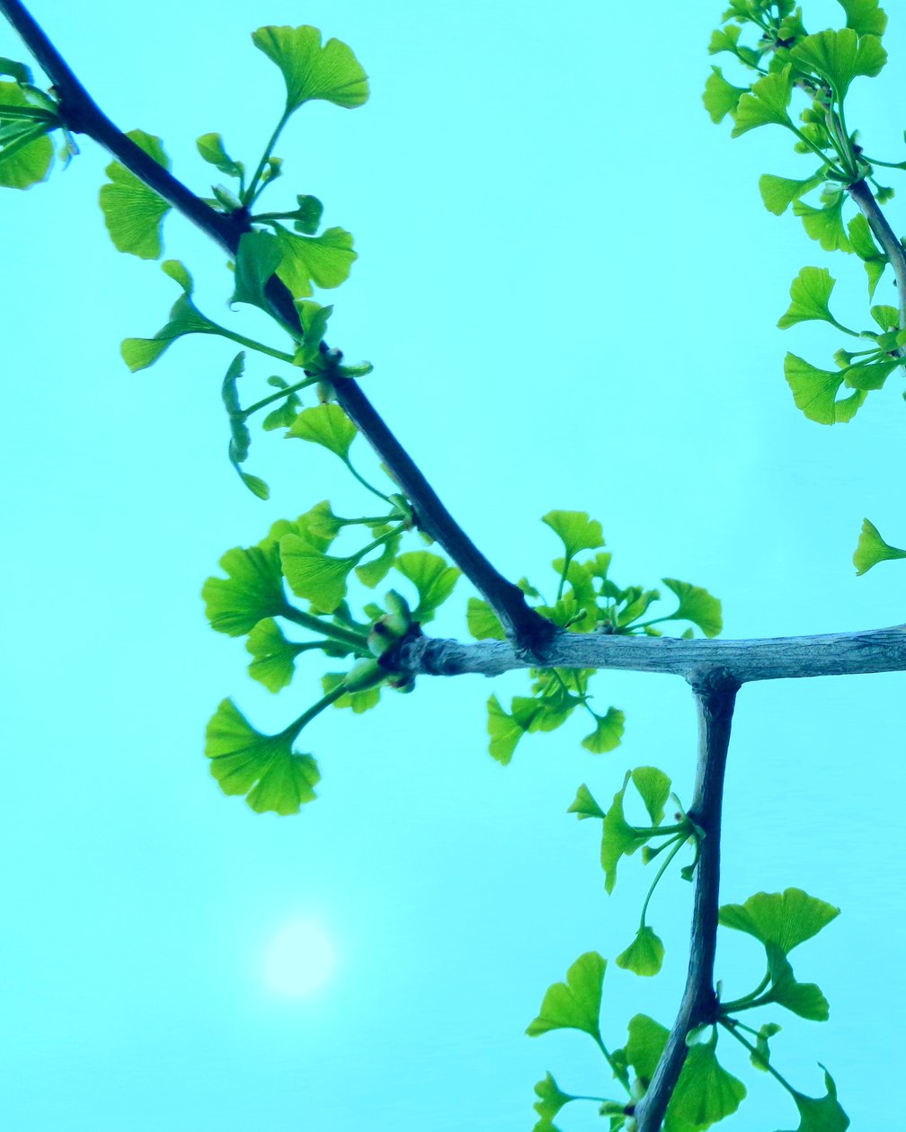 Ginkgo autorstwa Martina Konitzky