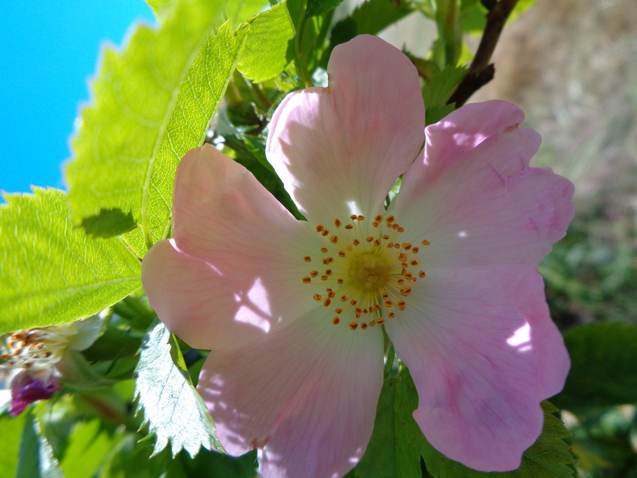 Heckenrose autorstwa Martina Konitzky