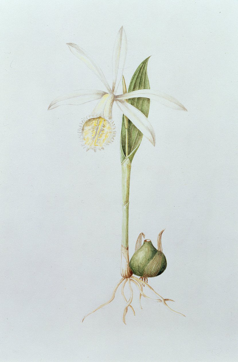 Pleione Formosana Alba (wc na papierze) autorstwa Mary Kenyon Slaney