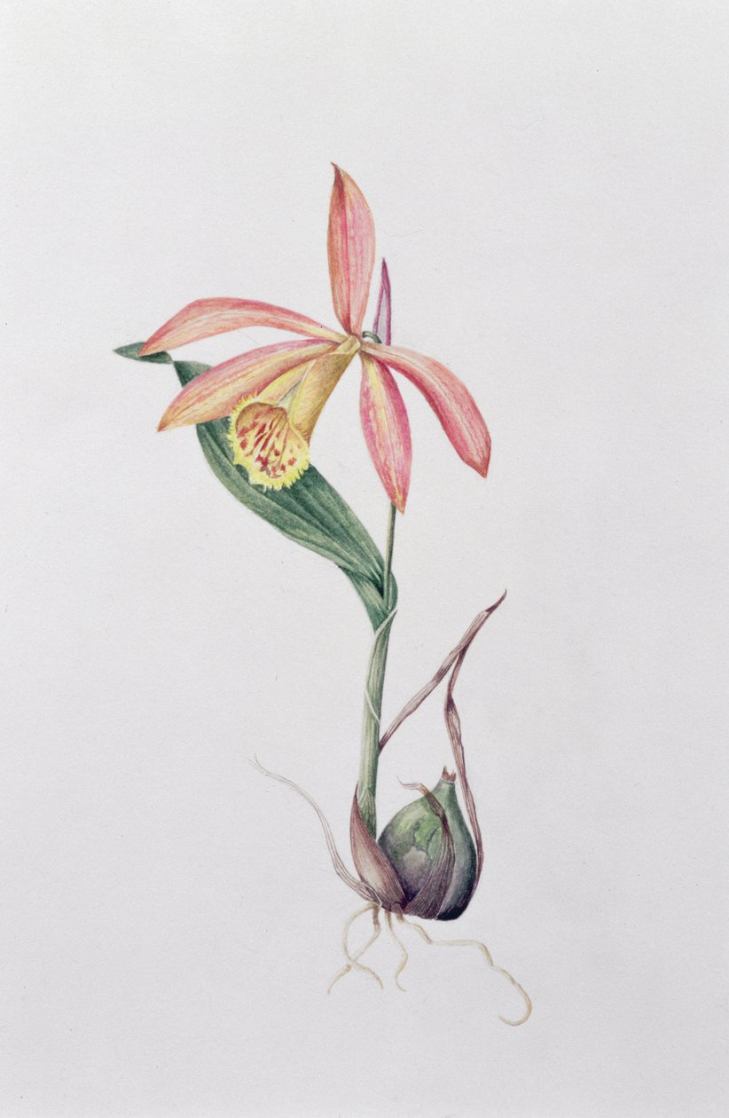 Pleione Zeus Wildstein (wc na papierze) autorstwa Mary Kenyon Slaney