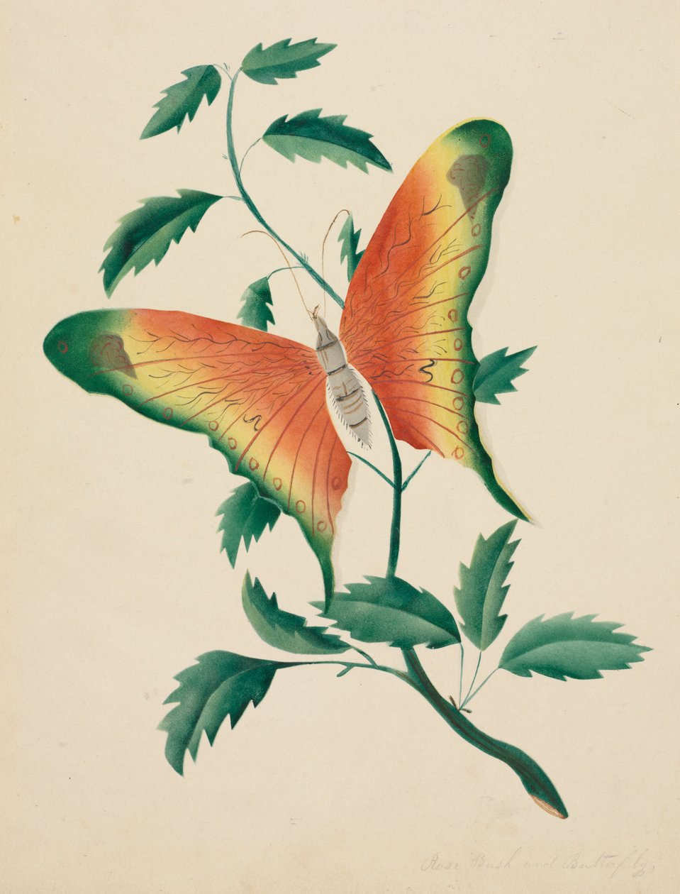 Krzak róży i motyl. autorstwa Mary Altha Nims