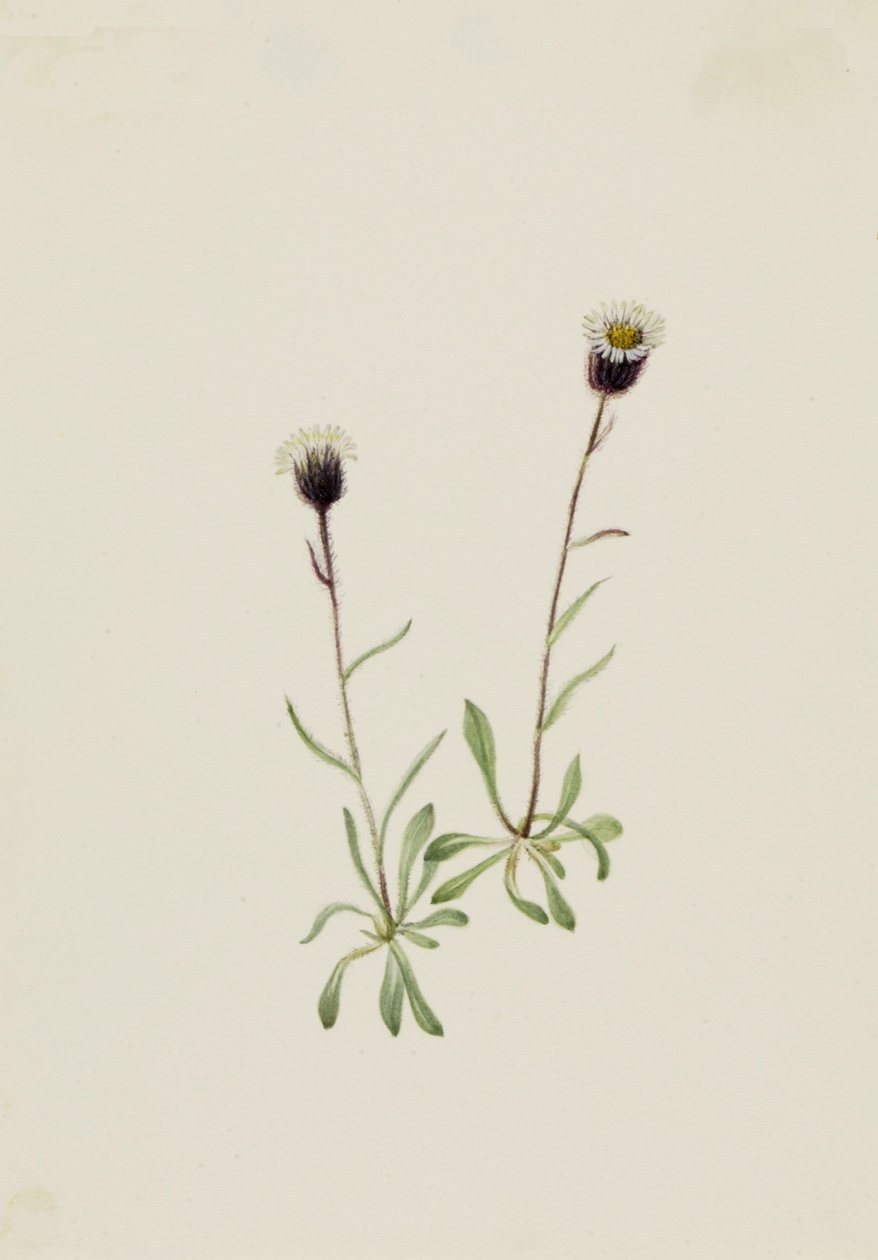 Aleutian Fleabane Erigeron unalaschensis, b.d. autorstwa Mary Vaux Walcott