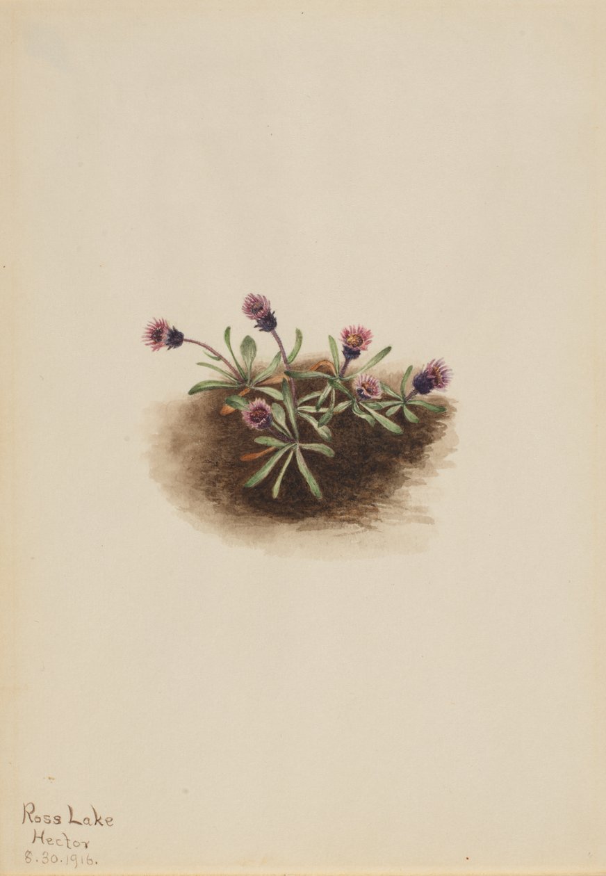 Pchlica alpejska (Erigeron unalaschcensis) autorstwa Mary Vaux Walcott