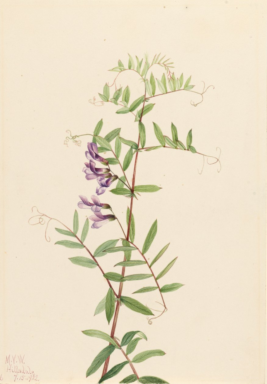 Amerykańska wyka Vicia americana, 1922. autorstwa Mary Vaux Walcott