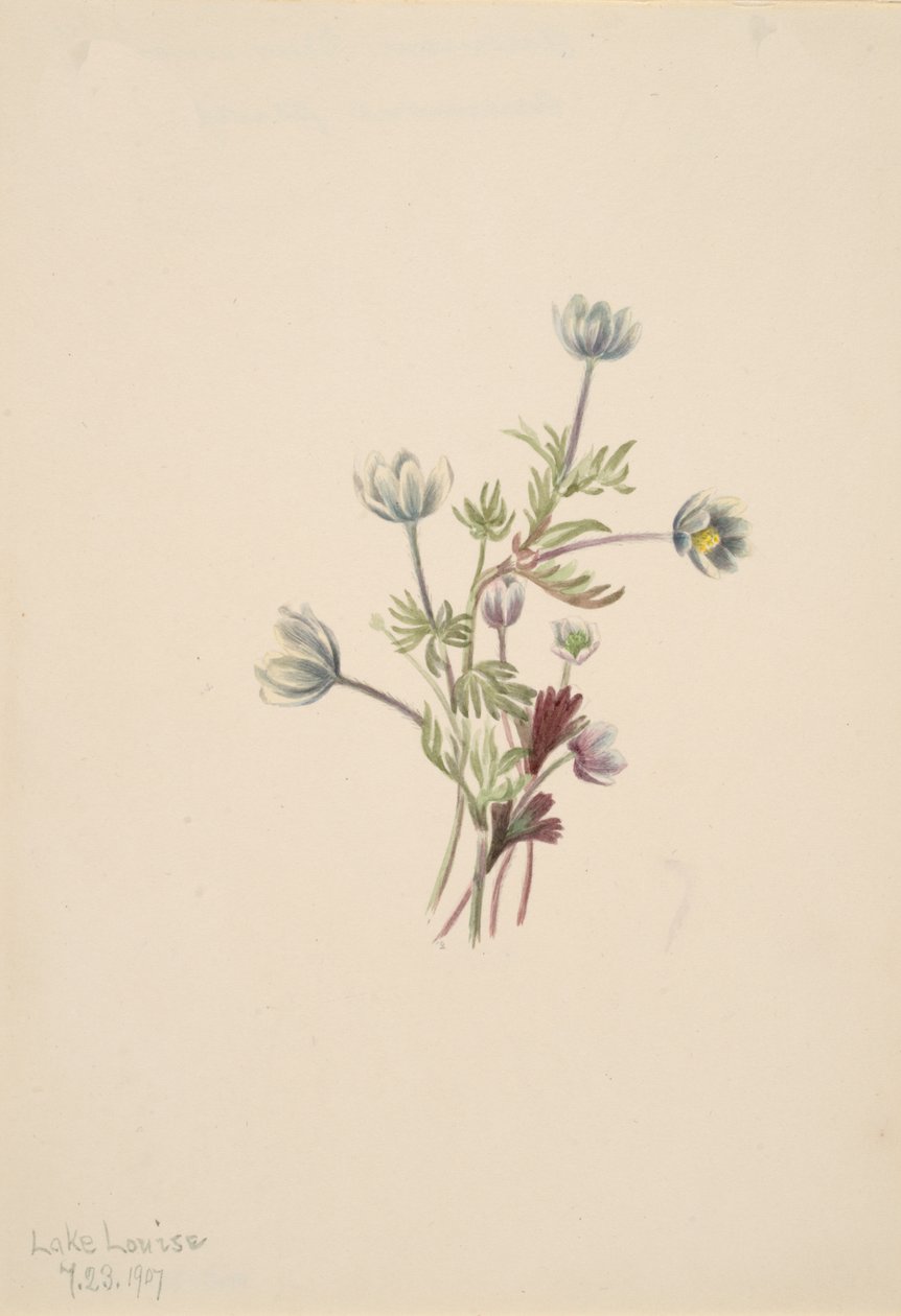 Anemone Anemone drummondii, 1907. autorstwa Mary Vaux Walcott
