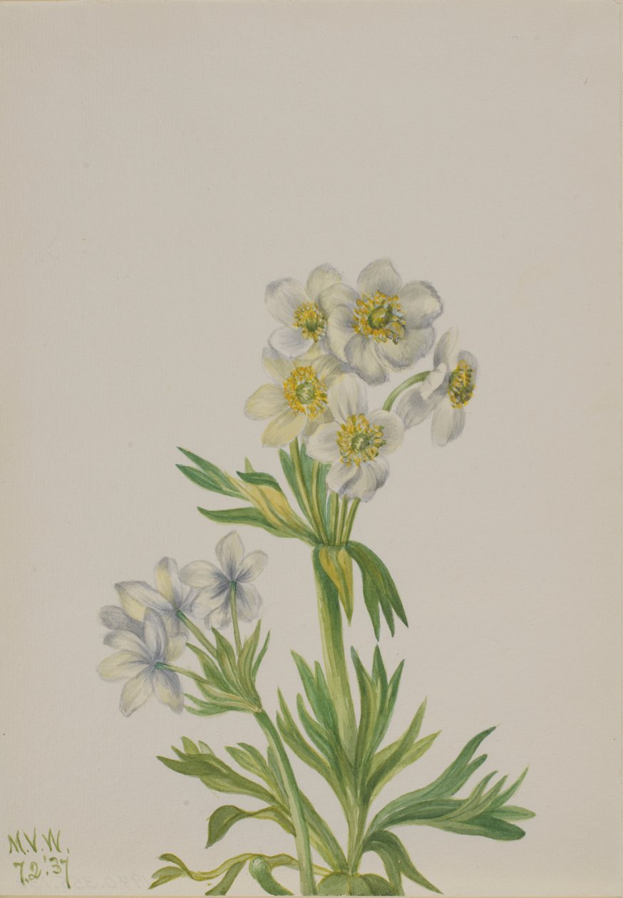 Anemone Anemone zephyra, 1937. autorstwa Mary Vaux Walcott