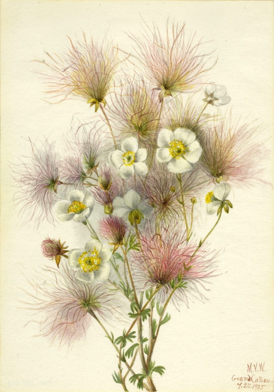 Pióropusz Apacza (Fallugia paradoxa) autorstwa Mary Vaux Walcott