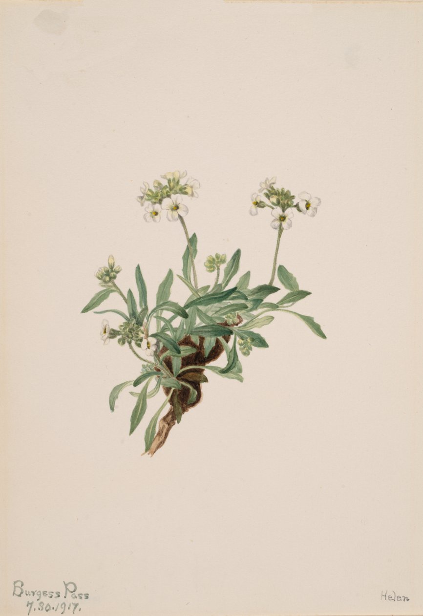 Arabowie Drummond, 1917. autorstwa Mary Vaux Walcott