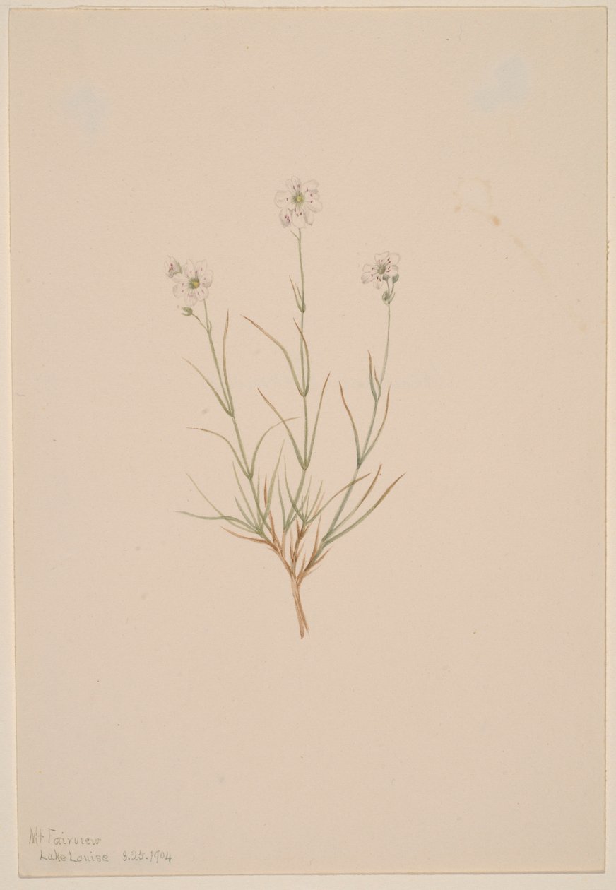 Arenaria formosa autorstwa Mary Vaux Walcott