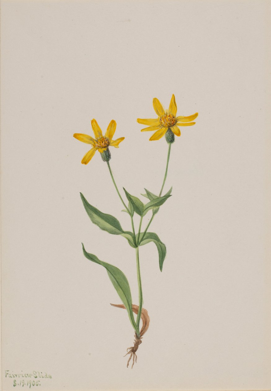 Arnica alpina autorstwa Mary Vaux Walcott