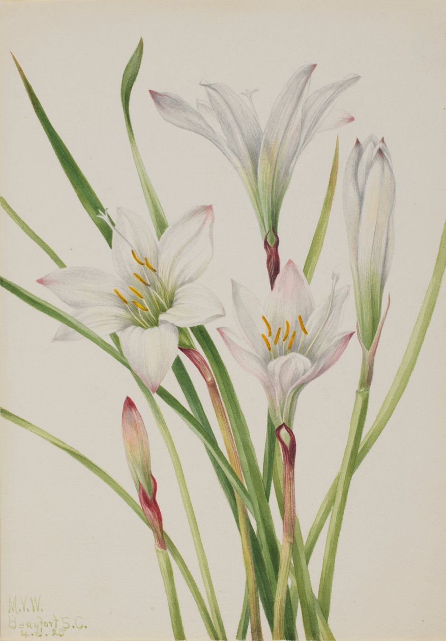 Atamasco-Lily Atamasco Atamasco, 1925. autorstwa Mary Vaux Walcott