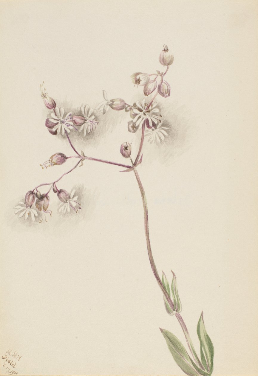 Pokrzyk wilcza jagoda (Silene latifolia) autorstwa Mary Vaux Walcott