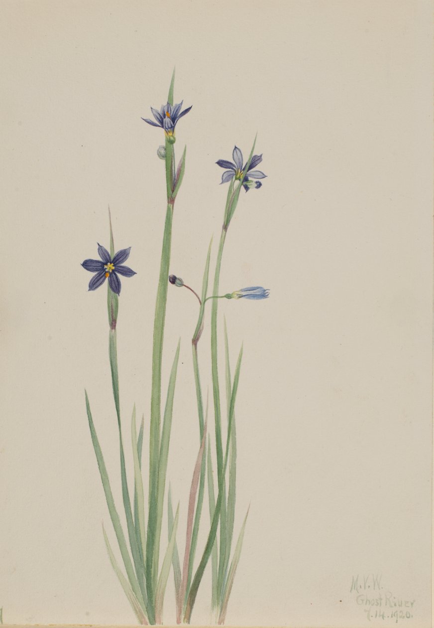 Niebieskooka trawa Sisyrinchium angustifolium, 1920. autorstwa Mary Vaux Walcott