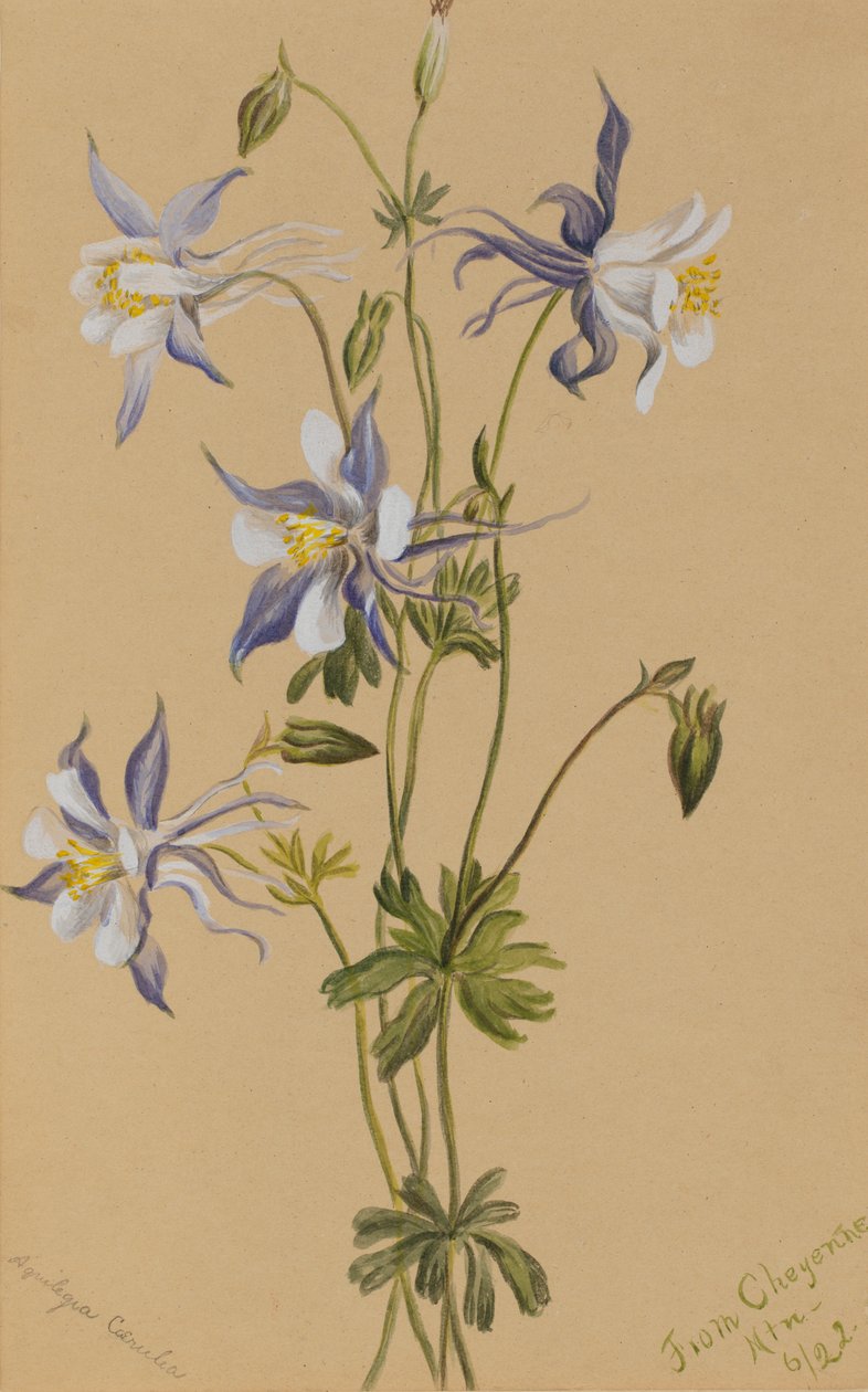 Blue Columbine Aquilegia caerulea, 1922. autorstwa Mary Vaux Walcott