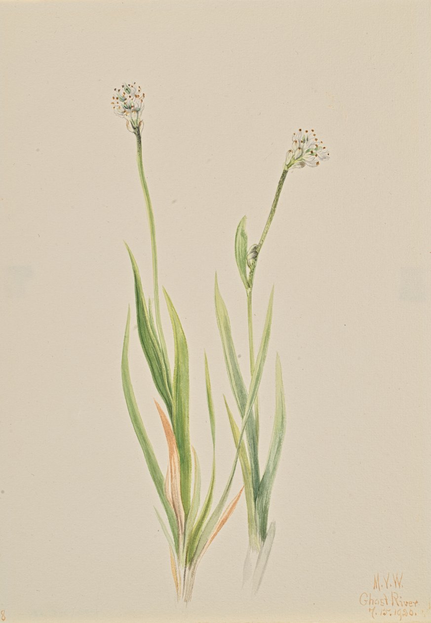 Bagno-Asphodel Tofieldia intermedia, 1920. autorstwa Mary Vaux Walcott