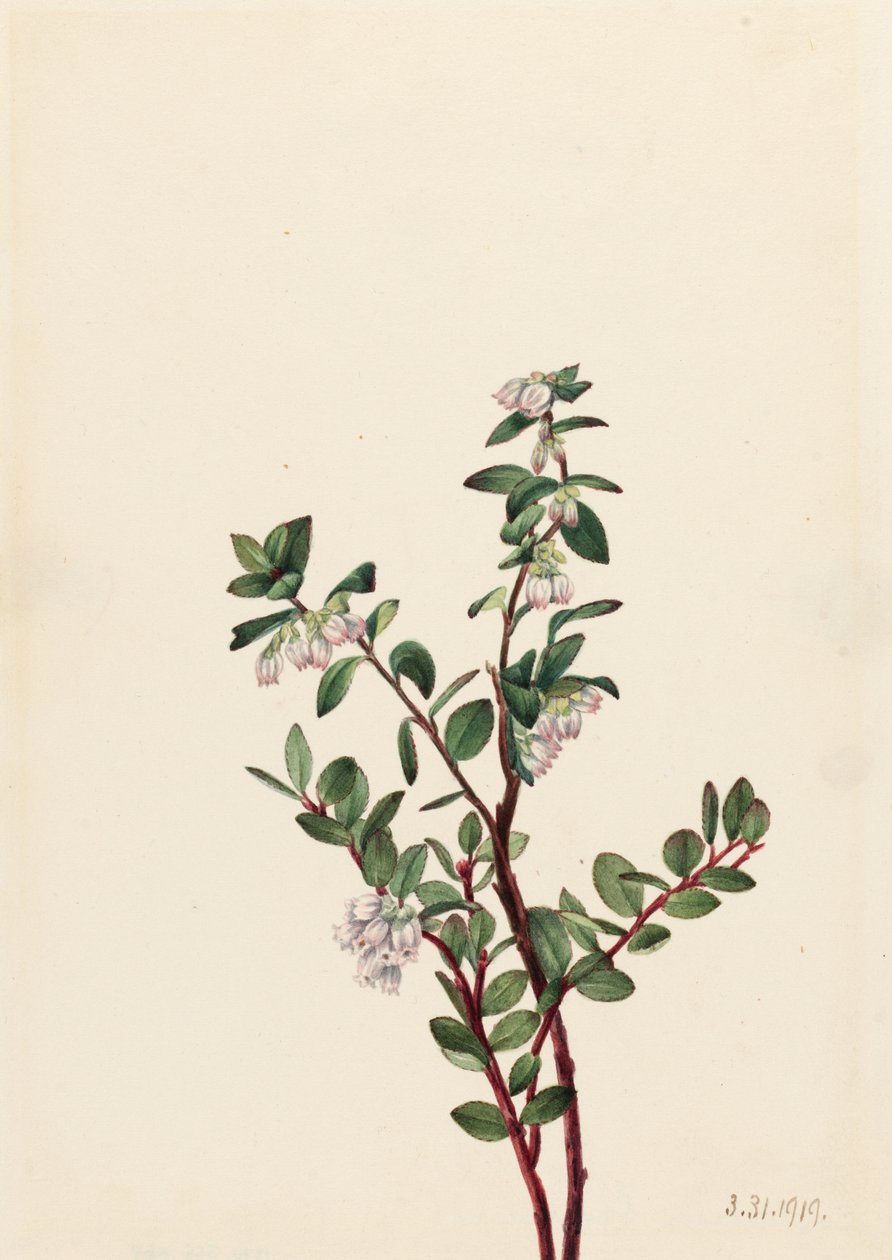Wąkrota azjatycka (Gaylussacia brachycera) autorstwa Mary Vaux Walcott