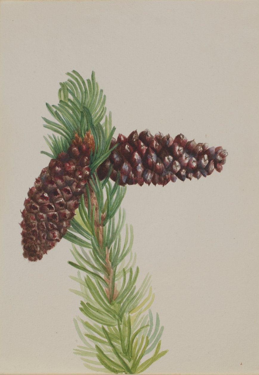 Sosna wejmutka (Pinus aristata) autorstwa Mary Vaux Walcott