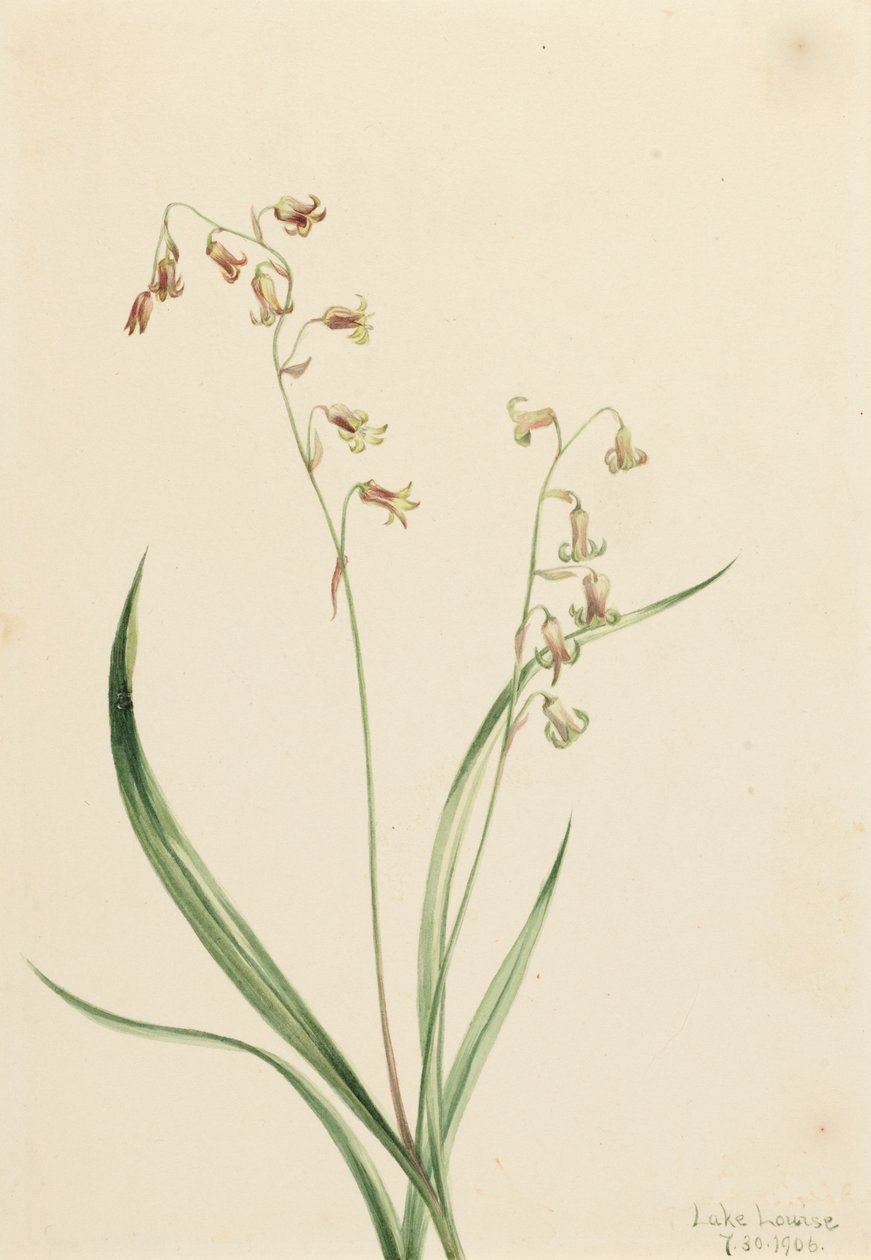 Bronzebells z Western Stenanthium, 1906. autorstwa Mary Vaux Walcott