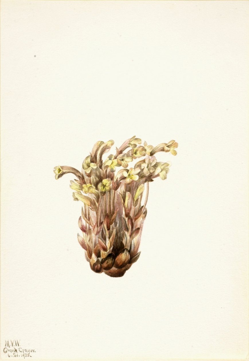 Miotła zbożowa (Orobanche fasciculata) autorstwa Mary Vaux Walcott
