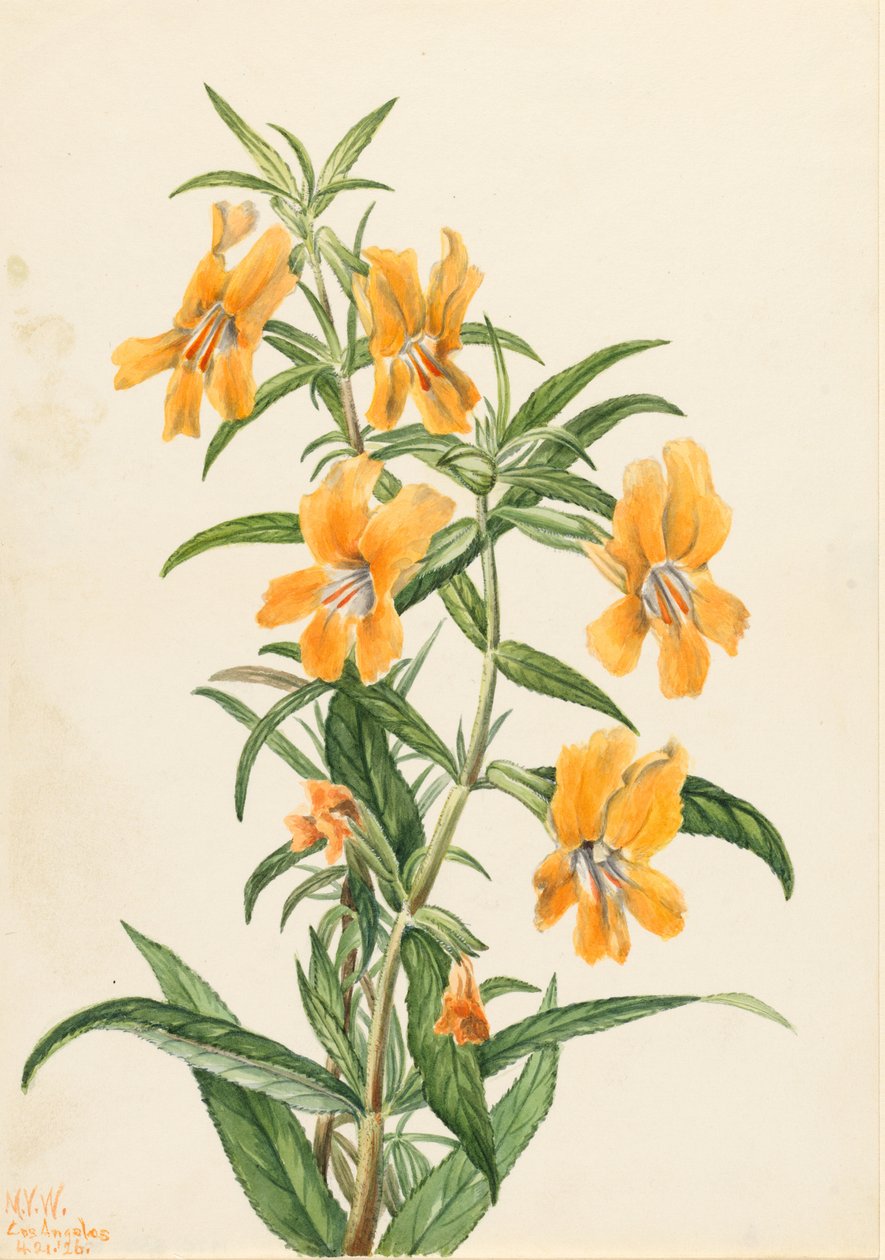 Buff Monkeyflower (Diplacus longiflorus) autorstwa Mary Vaux Walcott