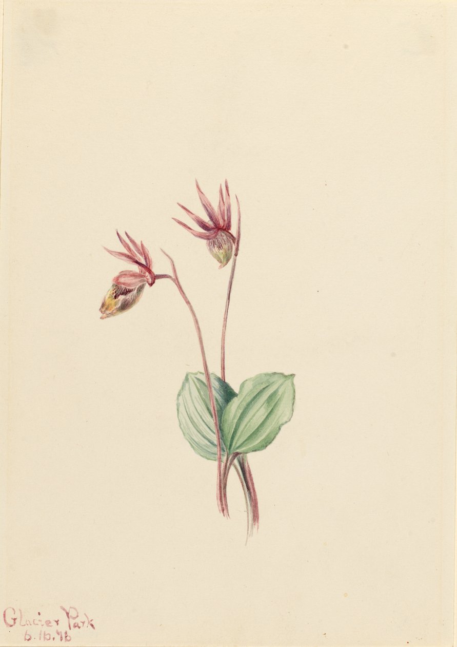 Calypso (Cytherea bulbosa) autorstwa Mary Vaux Walcott