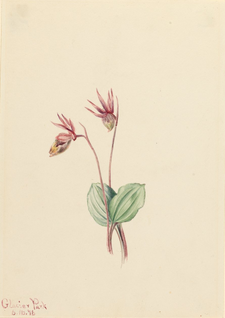 Calypso Cytherea bulbosa, 1916. autorstwa Mary Vaux Walcott