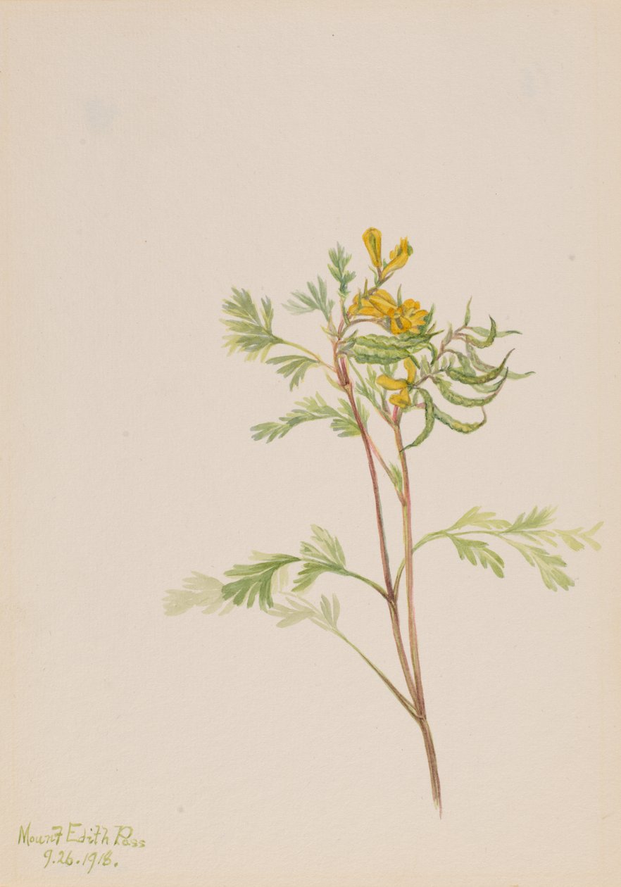 Capnoides aureum, 1918. autorstwa Mary Vaux Walcott