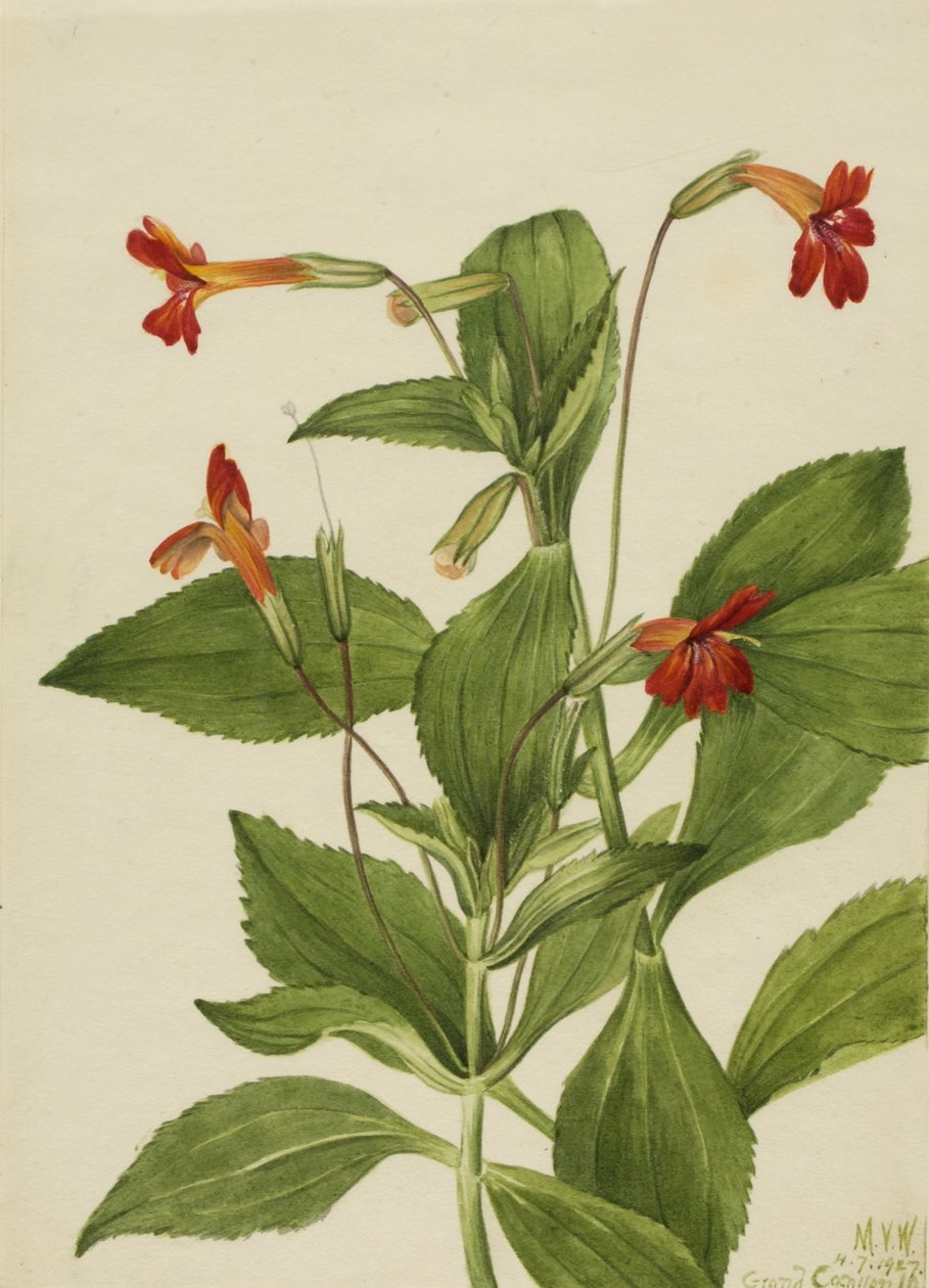 Mimulus kardynalski (Mimulus cardinalis) autorstwa Mary Vaux Walcott
