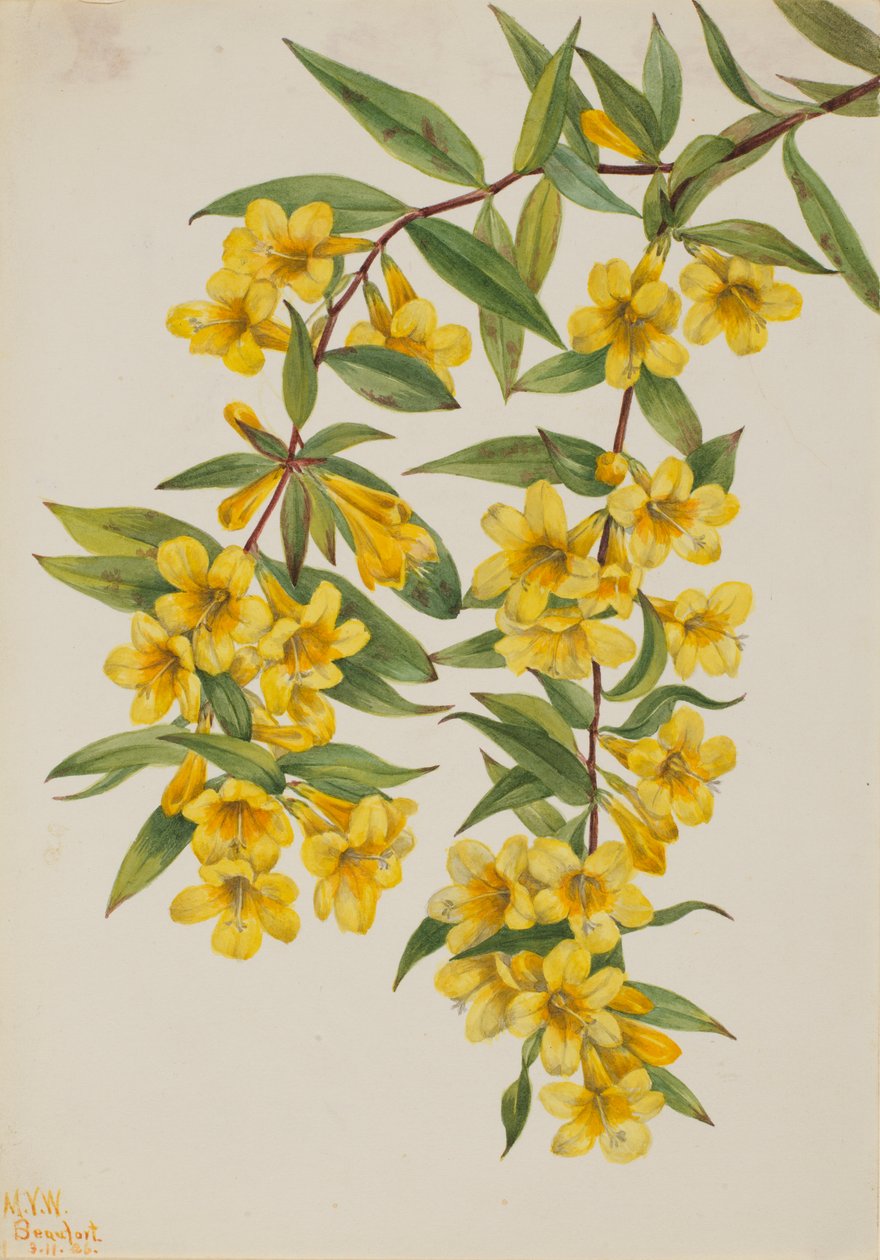 Jeżówka karolińska (Gelsemium sempervirens) autorstwa Mary Vaux Walcott