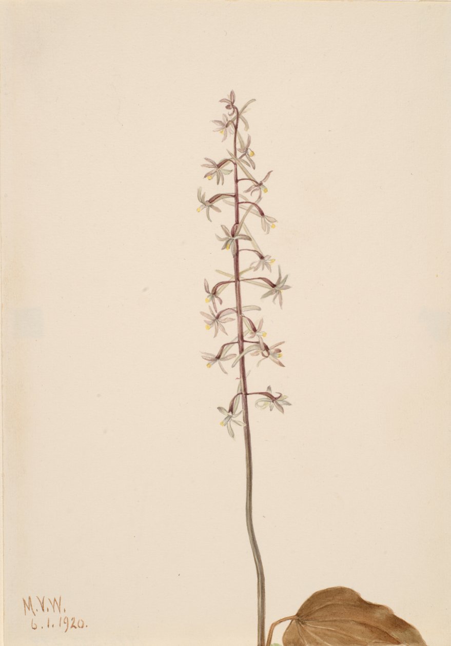 Żuraw-Mucha Orchis Tipularia uniflora, 1920 . autorstwa Mary Vaux Walcott