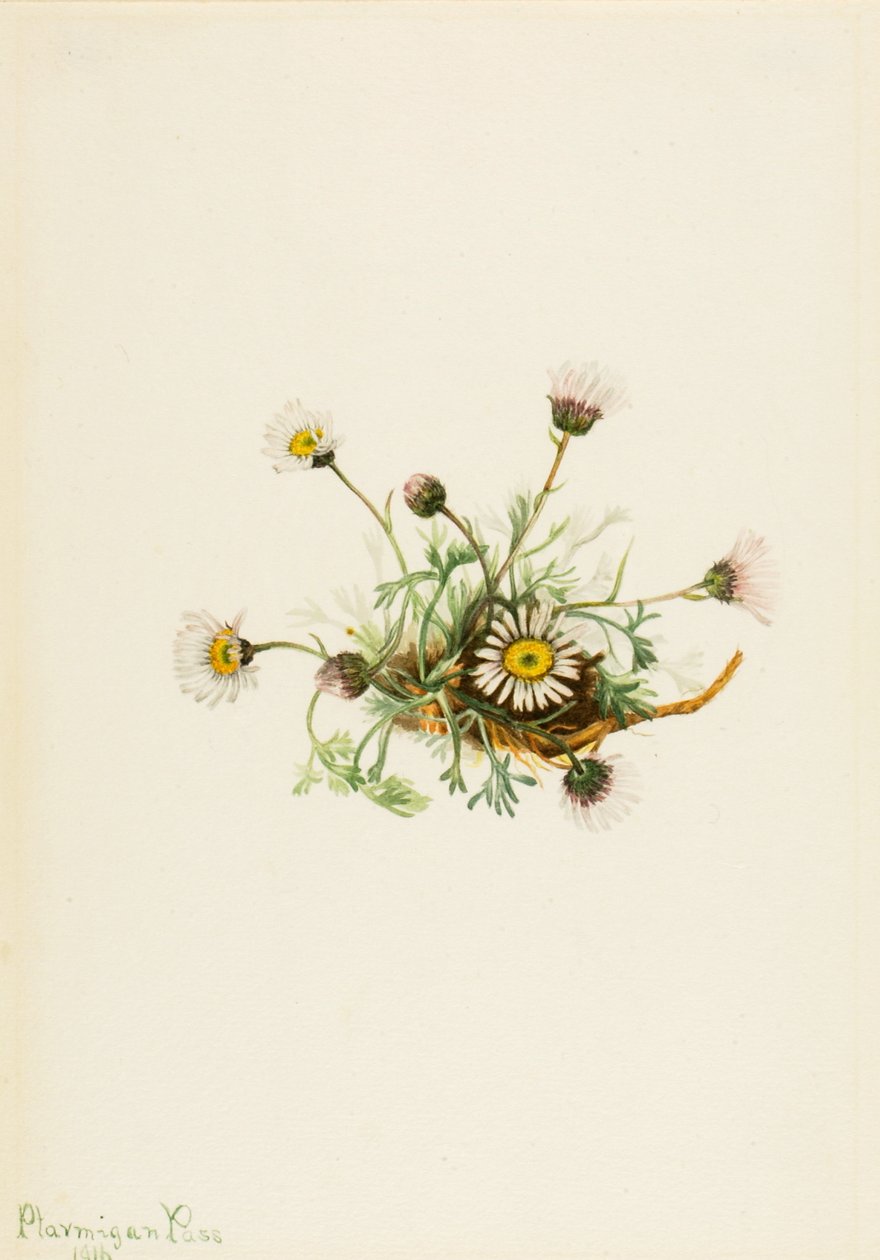Mecz Cut-Leaf Fleabane Erigeron, 1916. autorstwa Mary Vaux Walcott