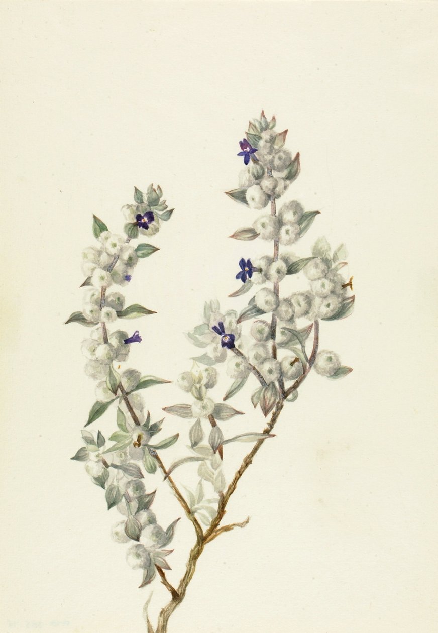 Szałwia z Doliny Śmierci (Salvia funerea) autorstwa Mary Vaux Walcott