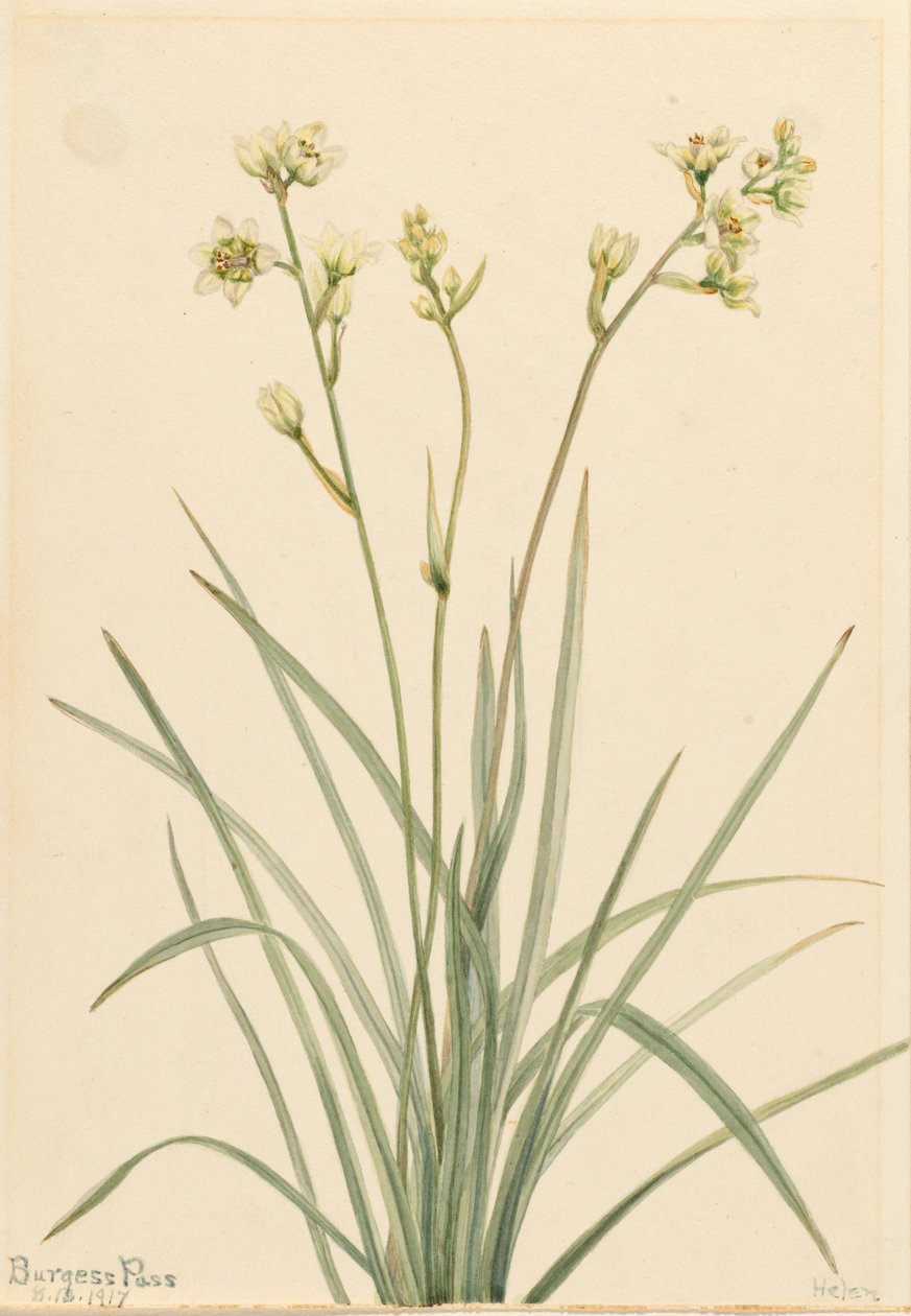 Kamery śmierci Zygadenus elegans, 1917. autorstwa Mary Vaux Walcott