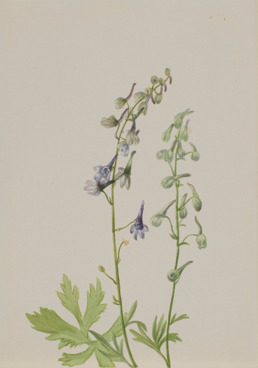 Delphinium (Delphinium scopulorum) autorstwa Mary Vaux Walcott
